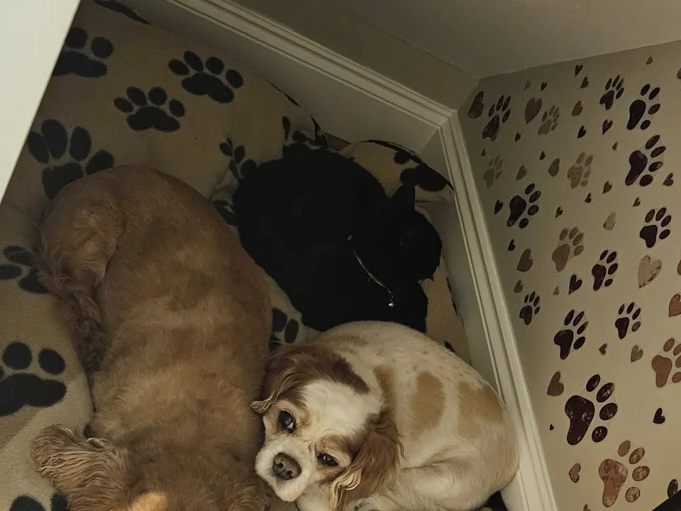 Three spaniels asleep in the finished understairs dog bed, with paw-print wallpaper and the raked ceiling above
